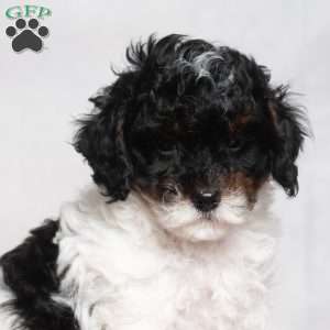 Lester, Cavapoo Puppy